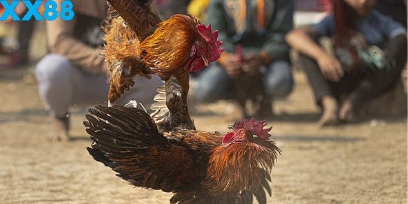 Hình thức truyền thống giữ được nét đặc trưng nhờ yếu tố chiến thuật