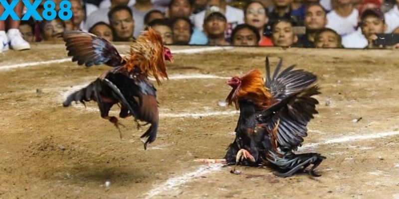 Khả năng mô phông không khí thi đâu vô cùng chân thực