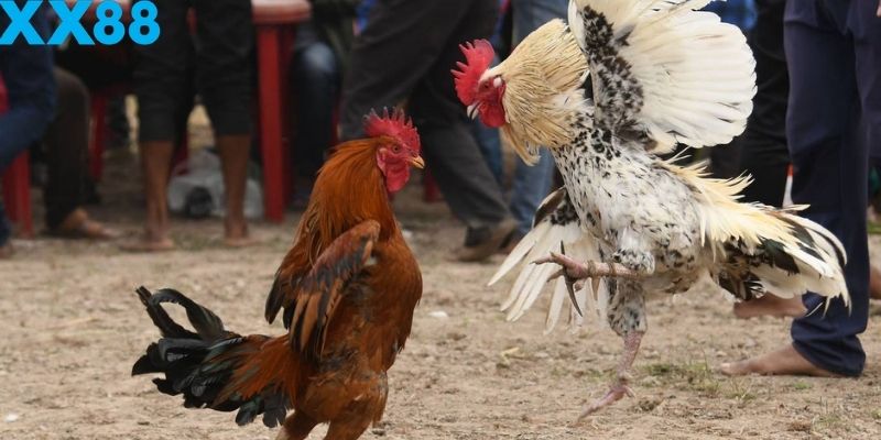Phong độ trận đấu là yếu tố cực kỳ quan trọng để thắng lớn